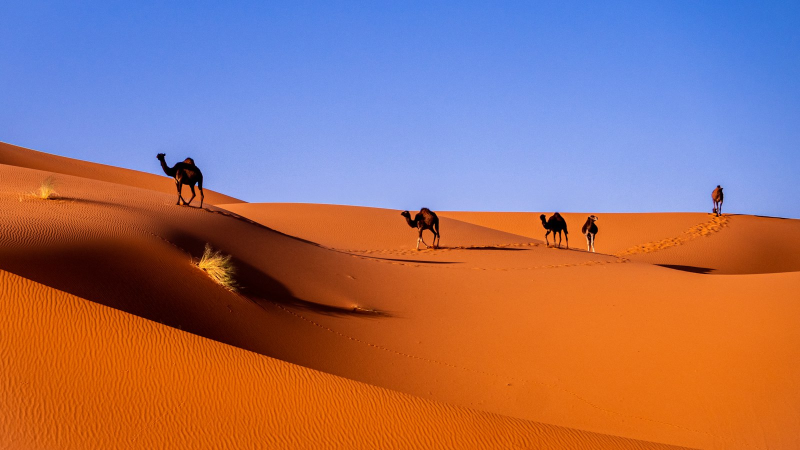 Camels resting on the Erg Chebbi dunes near Merzouga, Morocco, in the early morning