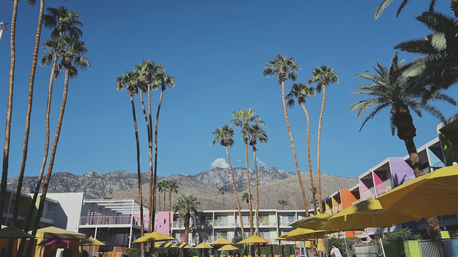 A Palm Springs pool framed by palm trees and desert mountains