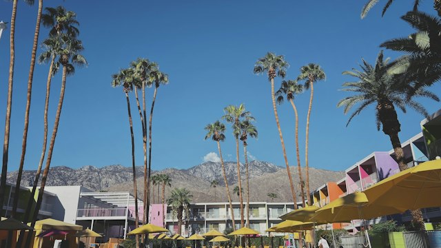 A Palm Springs pool framed by palm trees and desert mountains