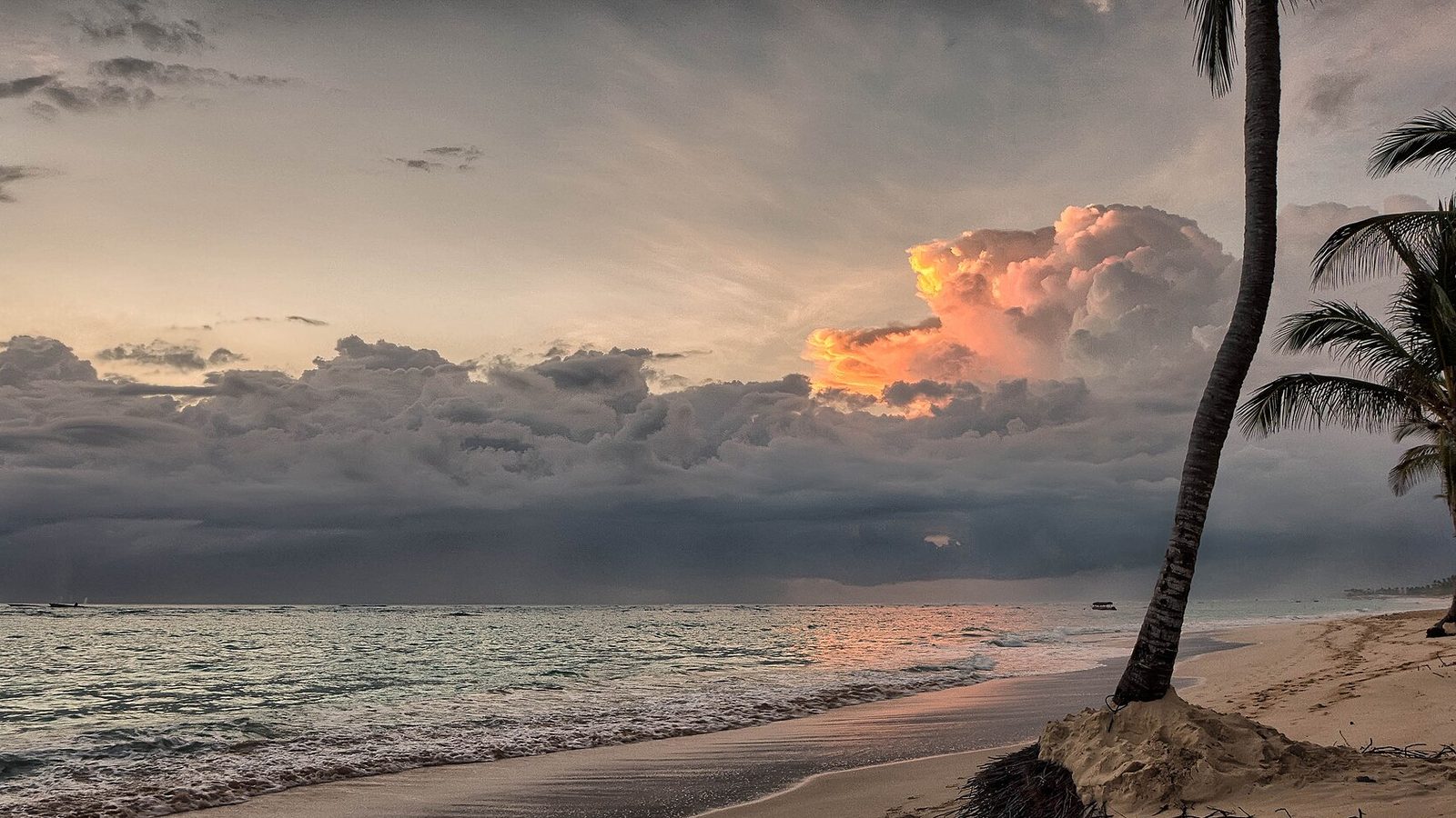 Palm trees leaning over the sand at sunrise on a Punta Cana beach