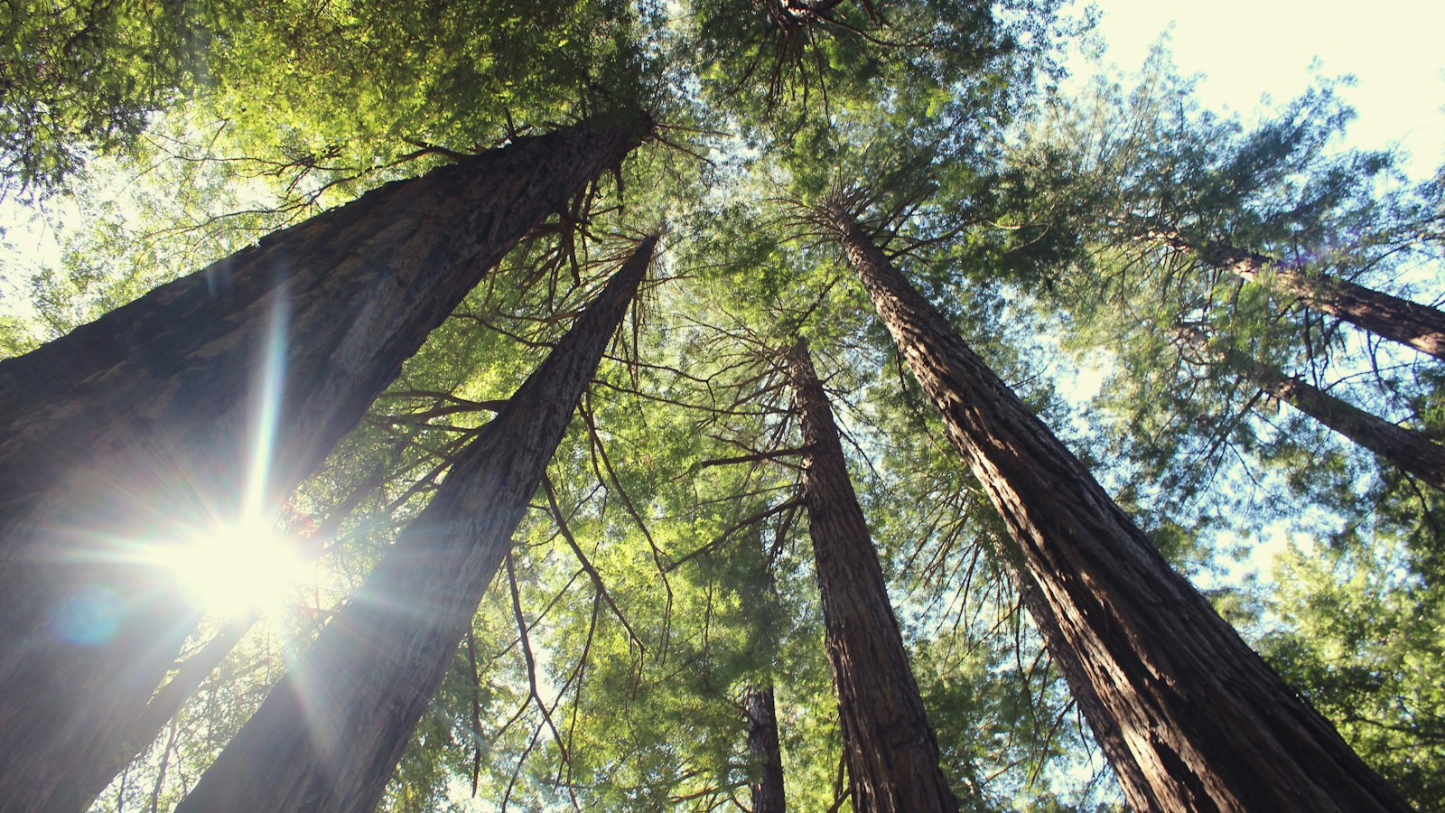 Sunlight through the redwoods