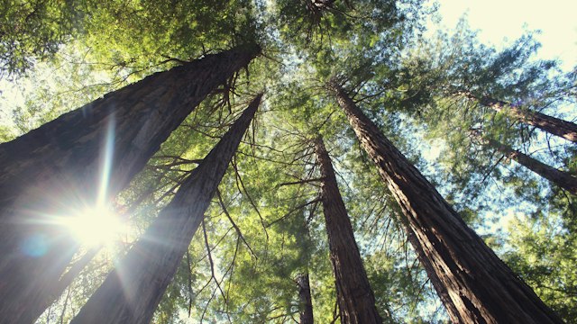 Sunlight through the redwoods